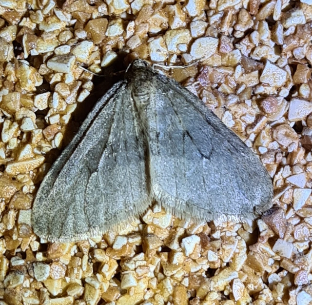 Operophtera brumata - kis téliaraszoló