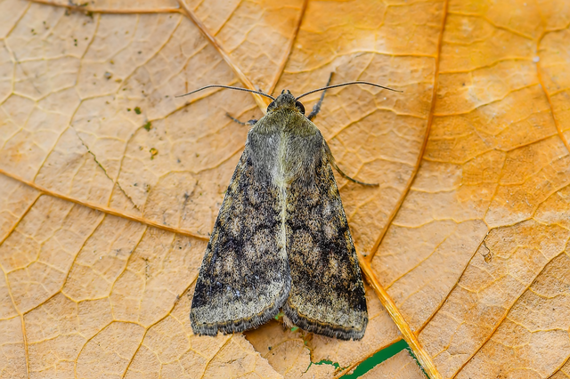 Helicoverpa armigera - kukorica-veteménybagoly