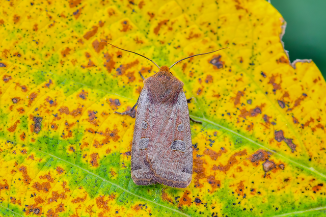 Conistra erythrocephala - vörösfejű őszibagoly