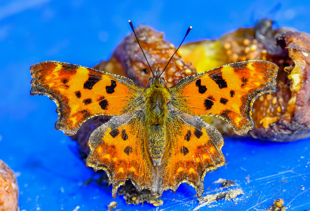 Nymphalis c-album - C-betűs lepke