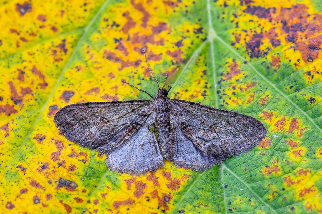 Agriopis bajaria - kökény-téliaraszoló