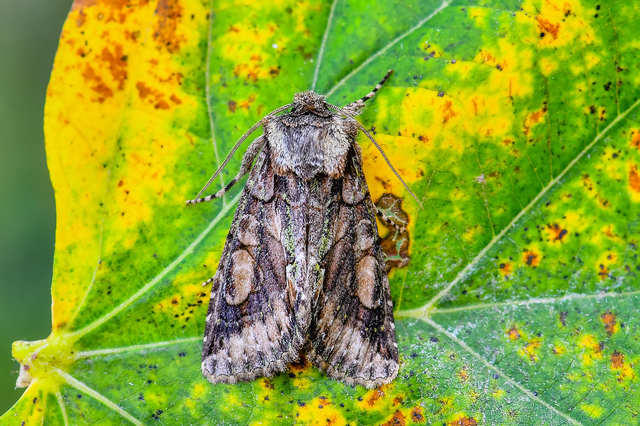 Allophyes oxyacanthae - galagonyabagoly