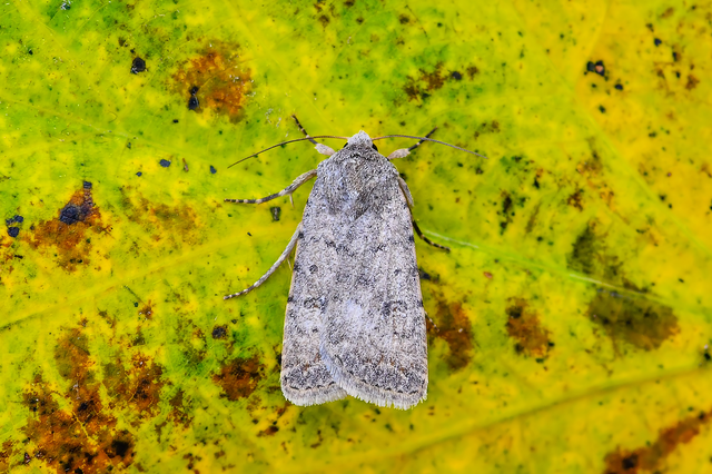 Paradrina clavipalpis - közönséges selymesbagoly