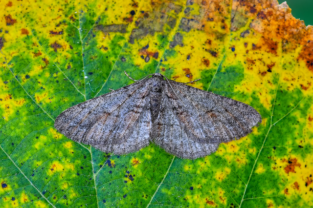 Agriopis bajaria - kökény-téliaraszoló