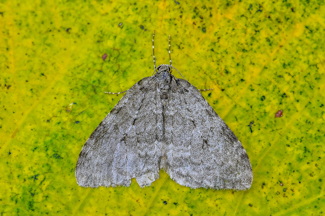 Epirrita christyi/dilutata