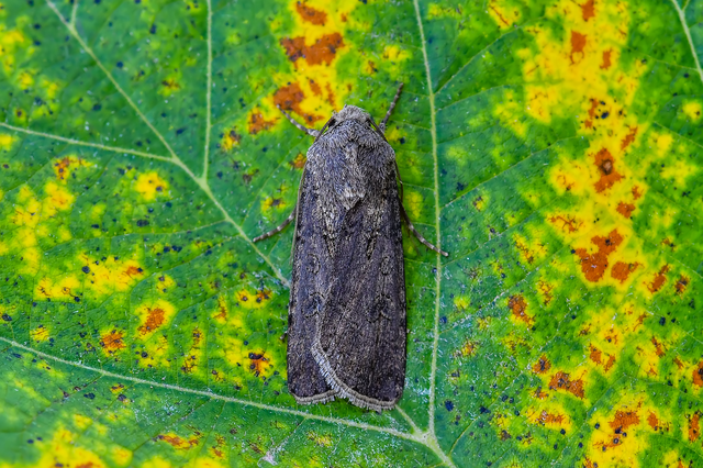 Agrotis segetum - vetési földibagoly