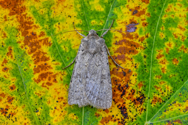 Rhyacia simulans - hamvas földibagoly