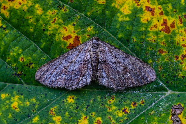 Agriopis bajaria - kökény-téliaraszoló
