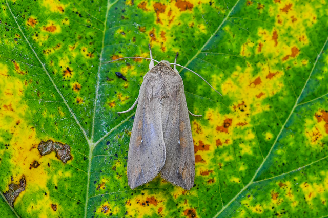 Mythimna unipuncta - hordabagoly