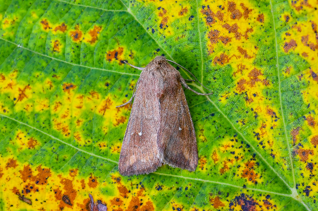 Mythimna albipuncta - fehérpettyes rétibagoly