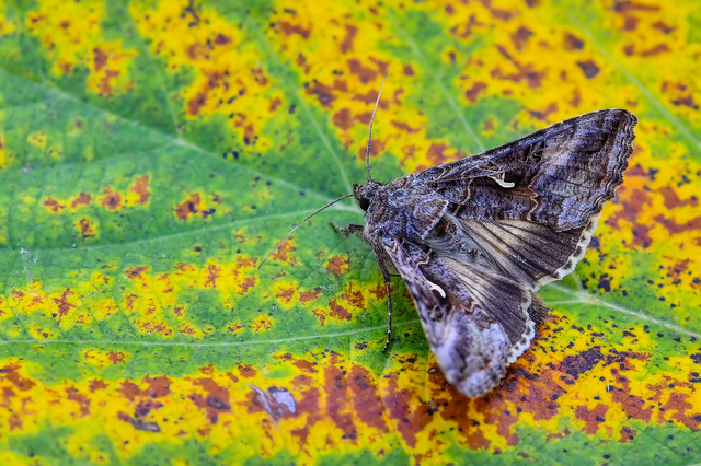 Autographa gamma - gammalepke
