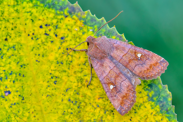 Eupsilia transversa - holdacskás télibagoly