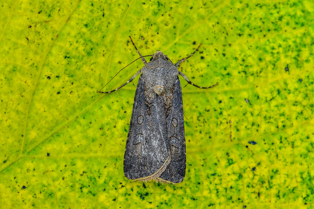 Agrotis segetum - vetési földibagoly