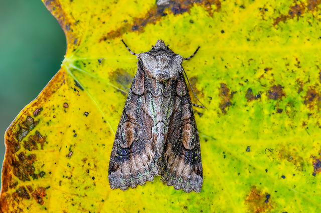 Allophyes oxyacanthae - galagonyabagoly