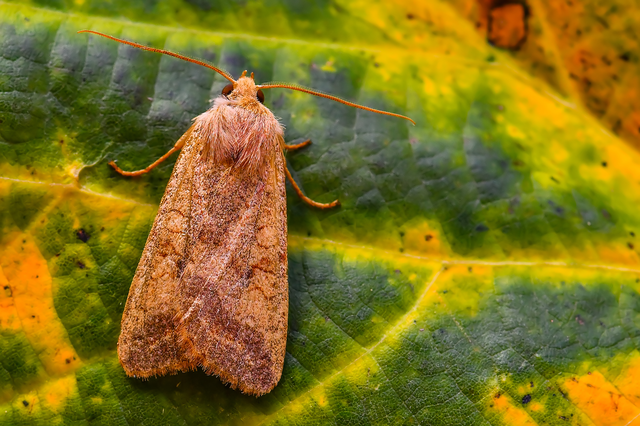 Sunira circellaris - okkersárga őszibagoly