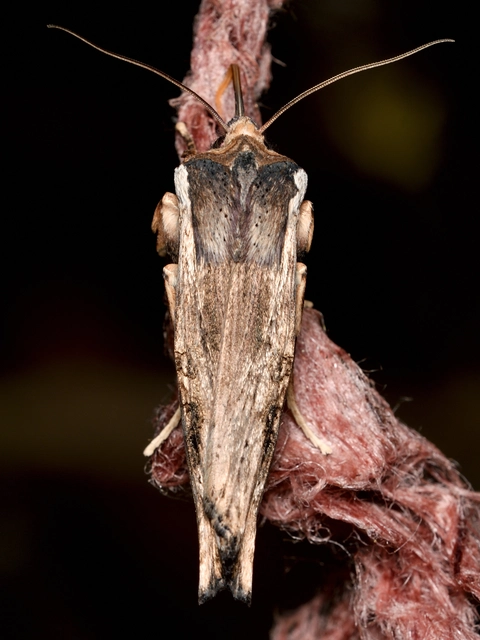 Xylena exsoleta - szürke fabagoly