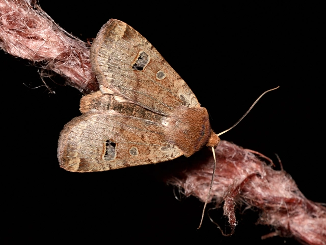 Conistra erythrocephala - vörösfejű őszibagoly