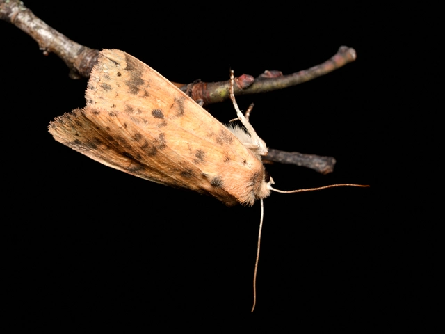 Cirrhia