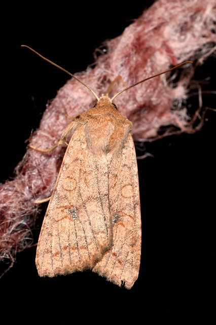 Sunira circellaris - okkersárga őszibagoly