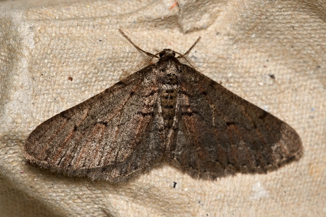Agriopis bajaria - kökény-téliaraszoló