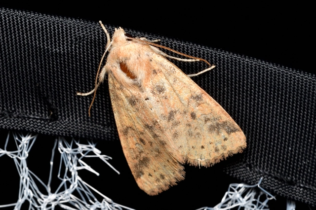 Cirrhia gilvago - foltos sárgabagoly