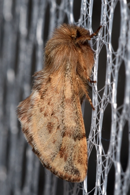 Ptilophora plumigera - tollas púposszövő