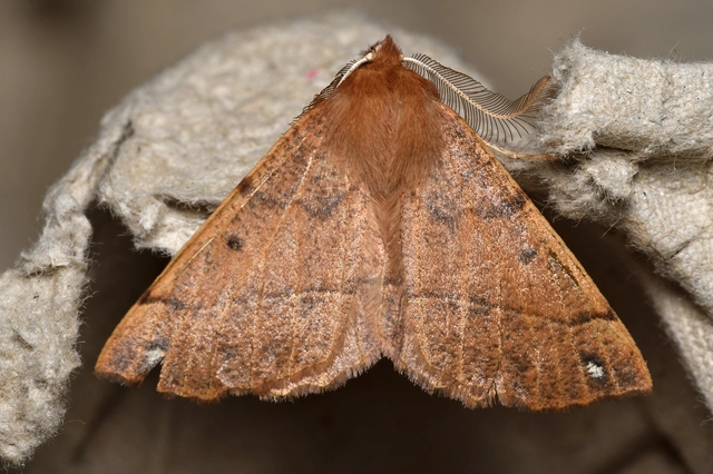 Colotois pennaria - tollascsápú araszoló
