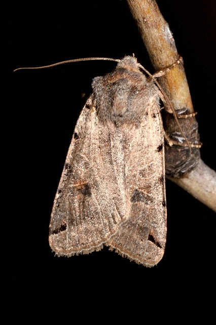 Anchoscelis litura - tarka őszibagoly
