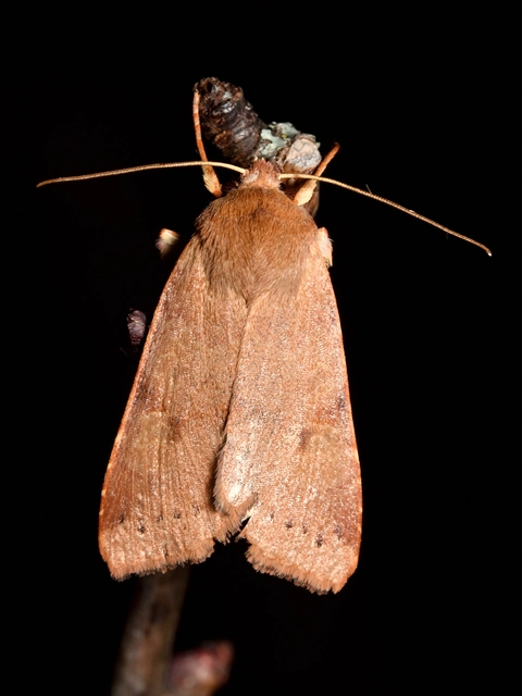 Anchoscelis helvola - barna őszibagoly