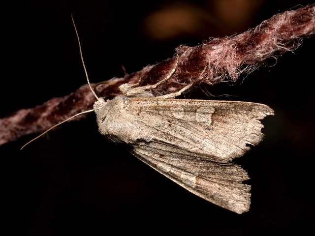 Ammoconia caecimacula - szürke őszibagoly