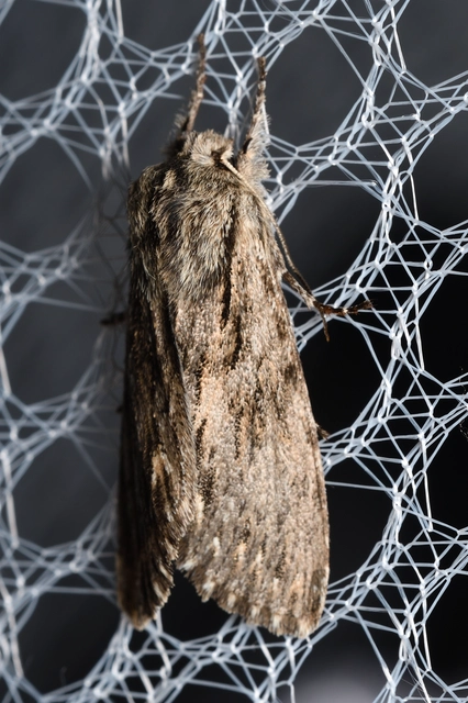 Asteroscopus sphinx - csillagnéző bundásbagoly