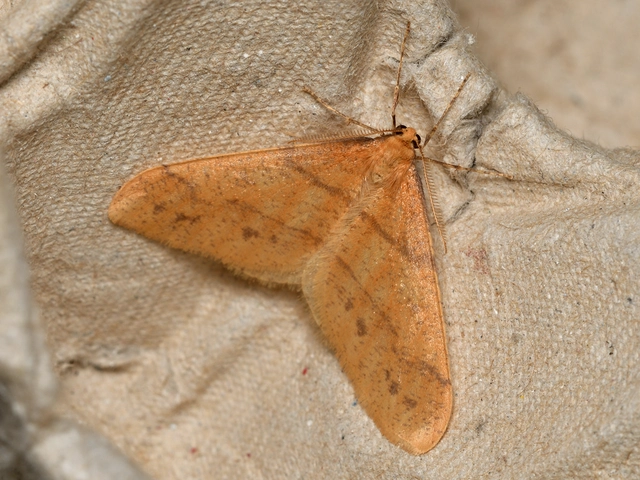Agriopis aurantiaria - aranysárga téliaraszoló
