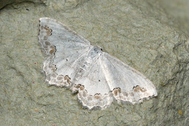 Scopula ornata - díszes fehéraraszoló