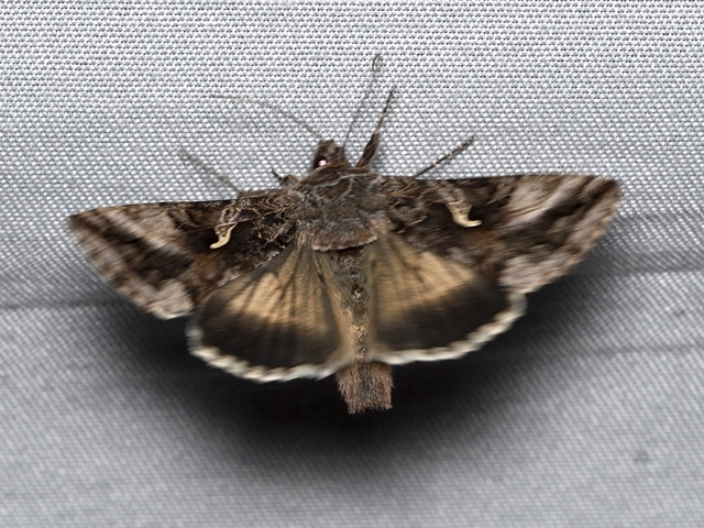 Autographa gamma - gammalepke