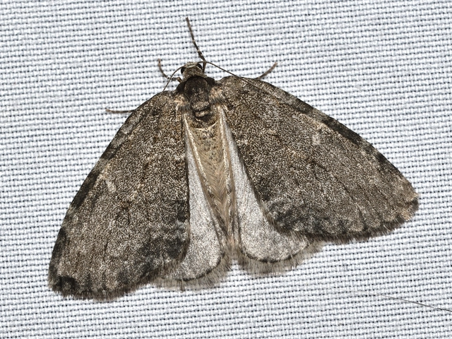 Epirrita christyi/dilutata