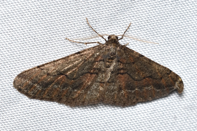 Agriopis bajaria - kökény-téliaraszoló
