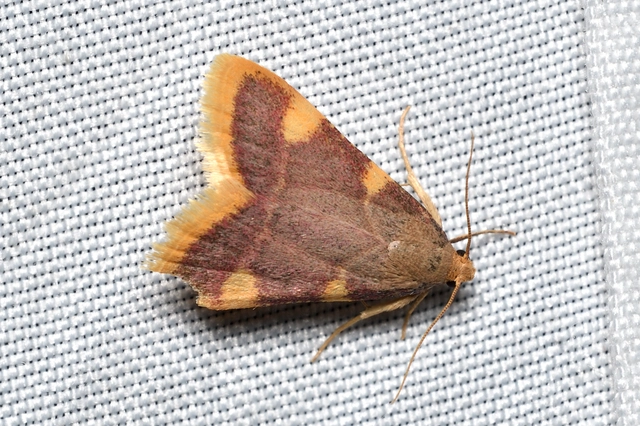 Hypsopygia costalis - szénailonca