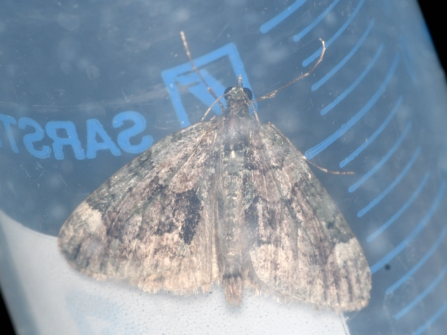 Chloroclysta siterata - salátazöld araszoló