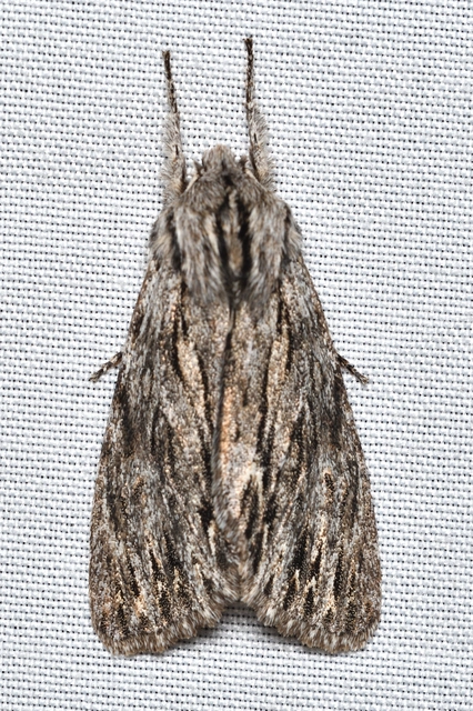 Asteroscopus sphinx - csillagnéző bundásbagoly