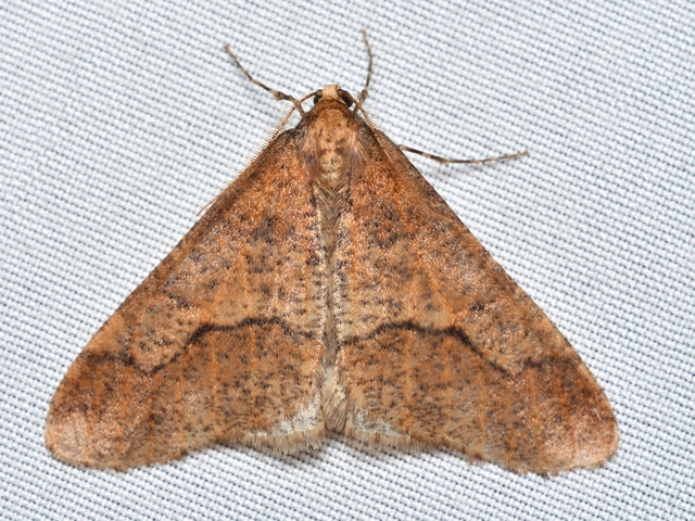 Erannis defoliaria - nagy téliaraszoló
