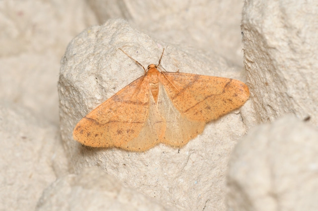Agriopis aurantiaria - aranysárga téliaraszoló