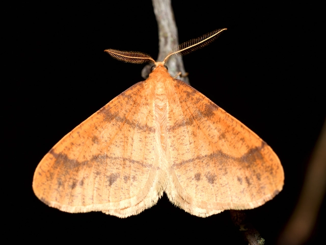 Agriopis aurantiaria - aranysárga téliaraszoló