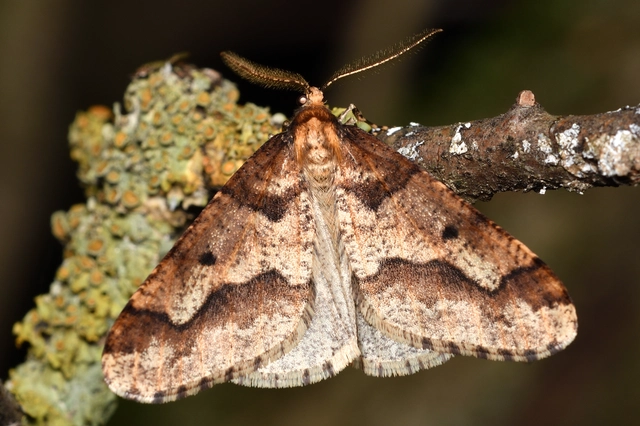 Erannis defoliaria - nagy téliaraszoló