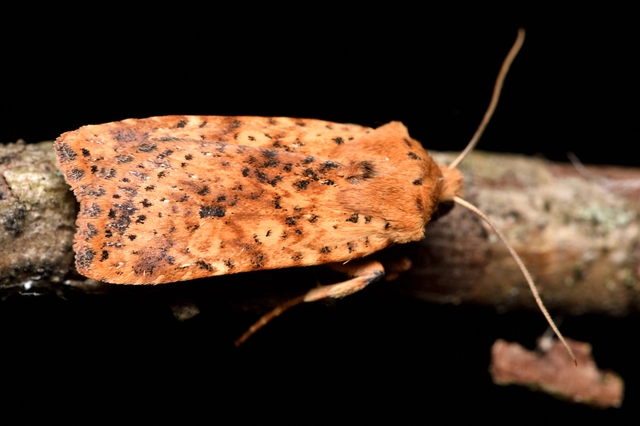 Conistra rubiginea - vörös őszibagoly