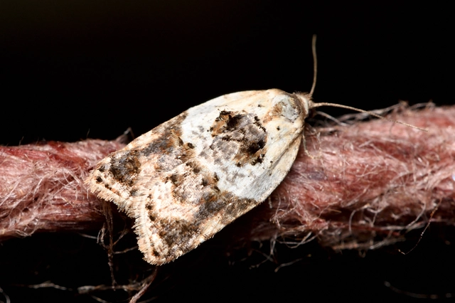 Acleris variegana - tarka levélmoly