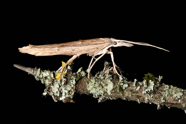 Ypsolopha mucronella - kecskerágómoly