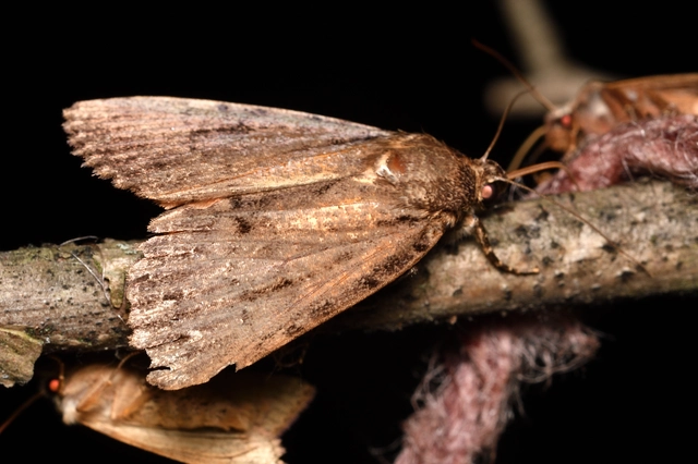 Amphipyra berbera/pyramidea