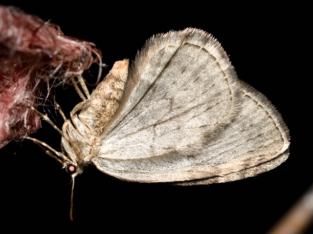Epirrita