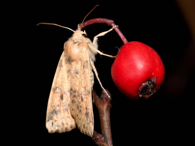 Cirrhia