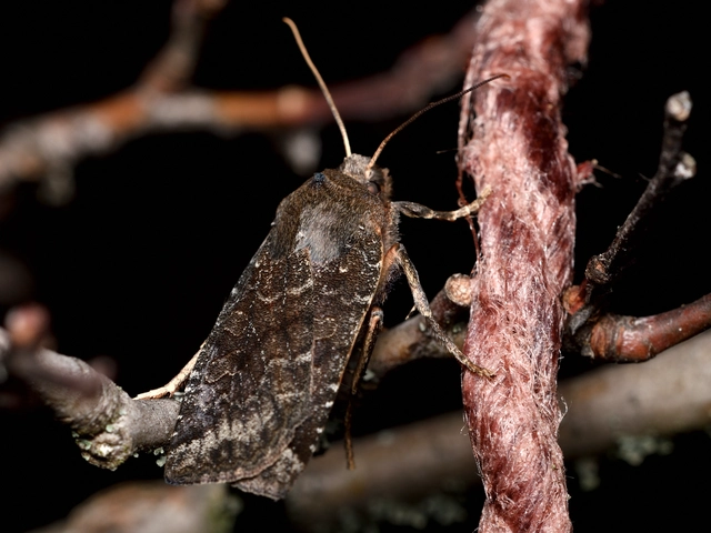 Conistra ligula - hegyesszárnyú őszibagoly
